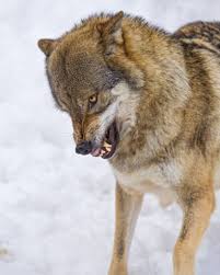 dog maw blog by tambako the jaguar snarling wolf wolf dog wolf husky