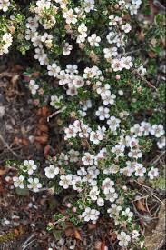 Image result for Cotoneaster microphyllus