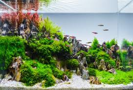 Kami memiliki 29 foto tentang hiasan aquarium dari barang bekas termasuk banyak foto, wallpapers, images, pictures, dan lainnya yang bersumber dari membuat kerajinan aquarium unik barang bekas youtube. Ingin Menghias Akuarium Ini 10 Rekomendasi Hiasan Akuarium Unik Yang Ramah Di Kantong