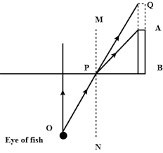 See more ideas about freshwater fish, fish, fish plants. A Fish Is Looking At A 1 0 M High Plant At The Edge Of A Knowledgeboat