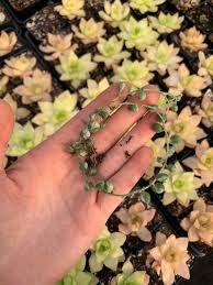 Image result for Senecio subsessilis