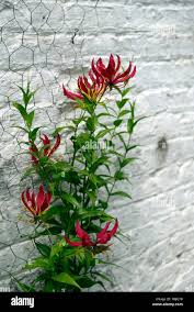 Image result for Gloriosa superba