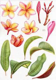 Watercolor Plumeria Clip Art Tropical Summer Wedding Flowers And Leaves Png Hawaii Clipart Hand Painted Commercial Use Flower Drawing Flower Painting Watercolor Flowers The image is png format and has been processed into transparent background by ps tool. watercolor plumeria clip art tropical