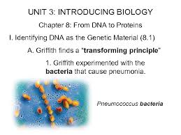 A large transcription complex consisting of rna polymerase and other proteins assembles on the dna strand and begins to unwind a segment of dna molecule, until the two strand separate from each other. Unit 8 Chapter 8 From Dna To
