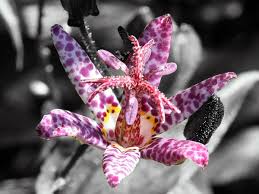 February march is the best time to include flowers at home. Flower Plants In India That Grow Without Sunlight Boldsky Com