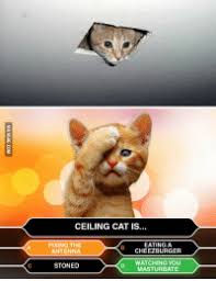 If you're looking for the best floor to ceiling cat trees, i've got you covered with this extensive review guide. New Celing Cat Is Watching You Memes Ceiling Memes Tubby Memes Watch You Memes