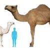 Camels do not have hooves. Https Encrypted Tbn0 Gstatic Com Images Q Tbn And9gcqud6ytu 6xlpiomxgigmgnyyc6mk9h637jvpgfdlj7hpvtug2b Usqp Cau
