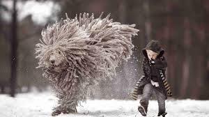 Image result for Komondor