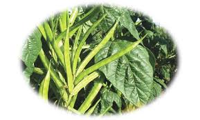 Image result for Cyamopsis