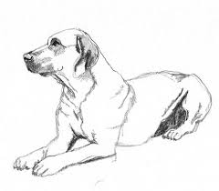 61 Ideias De Desenhos De Caes Desenhos De Caes Caes Desenhos