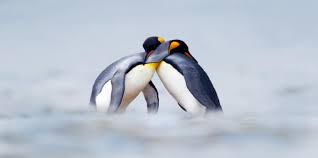 However, sometimes it can be hard to describe your feelings into words. 15 Love Lessons Everyone Should Learn From Penguins Dr Charles Dr Elizabeth Schmitz Yourtango