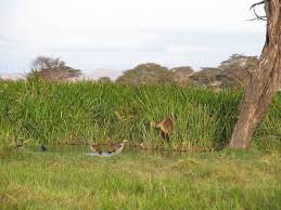 Image result for Agelanthus unyorensis