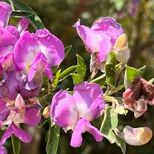 Image result for Podalyria