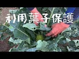 佛塔 花椰菜結球 防護 利用葉子做保護 種出漂亮花椰菜 youtube make it yourself
