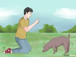 Talk to your pet in a sweet, genuinely interested voice. Die Zuneigung Eines Hundes Gewinnen 12 Schritte Mit Bildern Wikihow