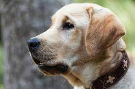 Why Do Labs Eat So Much And What You Can Do About It