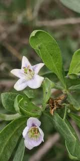 Image result for Lycium