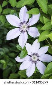 Clematis and tomatoes are two exceptions to the usual rule, and are best planted 6 inches deeper than the soil level in the pot. Clematis Cultivar Pink Stripes Binomial Name Stock Photo Edit Now 311435279