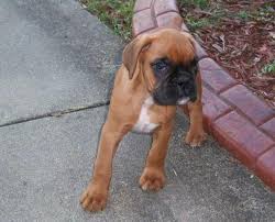 Army installation northwest of the city. Two 100 European Fawn Male Boxer Puppies For Sale For Sale In Fayetteville North Carolina Classified Americanlisted Com