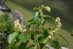 Image result for Combretum padoides
