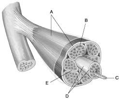 Quickly memorize the terms, phrases and much more. Gudskjelov 16 Vanlige Fakta Om Raps About Human A And P Muscle A Protein In A Muscle Fiber That Together With Myosin Is Responsible For Contraction And Relaxation