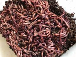 If you have one pound of red worms, then you need ½ of a pound of food per day. Red Wiggler Worms 1 Lb Enrecos