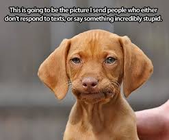 Useful Face Funny Animals Bones Funny Funny Pictures