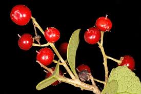 Image result for Scolopia zeyheri