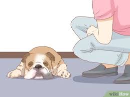 Kopegin Depresyonda Oldugu Nasil Anlasilir Wikihow