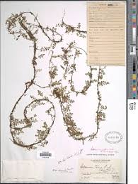 Image result for Athyrium schimperi