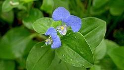 Image result for Commelina triangulispatha