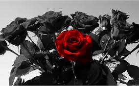 Check spelling or type a new query. Black Rose Wallpapers High Quality Download Free 1155 769 Black Rose Wallpaper 47 Wallpa Black Roses Wallpaper Black And White Background Black And Red Roses