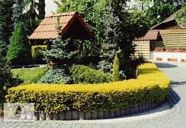 Taxus cuspidata, the japanese yew or spreading yew, is a member of the genus taxus, native to japan, korea, northeast china and the extreme southeast of russia. Taxus Cuspidata Aurescens