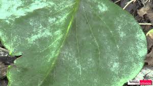 Jun 26, 2021 · my two forsythias that i bought 2 years ago has got weird growth on part of the leaves which has caused some of them to fall down (didn't notice the state of the actual leaves until now). Powdery Mildew On Lilacs Youtube