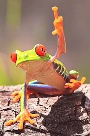 Redeyed Tree Frog Via Positivitytoolbox Tree Frogs Animals Red Eyed Tree Frog