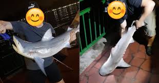 From halalmedia.net, below is the detailed; Bull Shark Caught Released At Bedok Jetty By Angler Mothership Sg News From Singapore Asia And Around The World