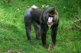 Chunky monkey strategy on the playground. Mandrill Wikipedia