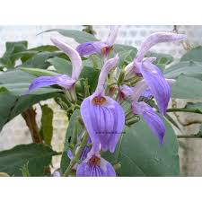 Image result for Brillantaisia owariensis