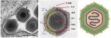非洲豬瘟病毒科（學名： asfarviridae ）是雙鏈dna病毒中的一個科 。 非洲豬瘟病毒屬（asfivirus）是本科唯一的一個屬，而與本科相關的 faustovirus （ 英语 ： faustovirus ） 至今仍未分類 。該類病毒主要感染豬隻及昆蟲，而faustovirus 屬物種則會感染阿米巴原蟲。 ä»€ä¹ˆæ˜¯éžæ´²çŒªç˜Ÿ å®ƒæ˜¯å¦‚ä½•ä¼ æ'­çš„å'¢ ç–«æƒ… çŒªç˜Ÿ ç—…æ¯' æ–°æµªç§'æŠ€ æ–°æµªç½'