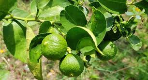 Grows well in container gardening. Kaffir Lime Tree Lowest Prices Buyevergreenshrubs Com