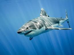 Tyler atd, tnt whistler, canada. Shark Tattoo Ideas And Shark Meaning On Whats Your Sign