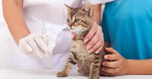Kedi Ve Kopek Asi Takvimi Panvet Gaziantep Veteriner Klinigi