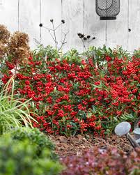 Image result for Pyracantha coccinea red column