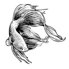 Gambar ikan nemo hitam putih gambar pedia. Paket 10 Ekor Ikan Cupang Multicolor Galaxy Nemo Candy Koi Emerald Partai Shopee Indonesia