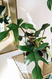 Philodendron Pedatum In 2020 Philodendron Plants Plant Leaves