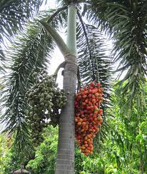 The Red Fruit Of A Foxtail Palm Wodyetia Bifurcata Identify Plant Landscaping Plants Plants