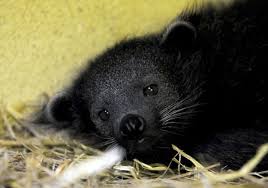 See more ideas about fighter jets, warbirds, military aircraft. 22 Of The Cutest Animal Babies You Ve Never Seen Before Baby Animals Cute Baby Animals Cute Animals