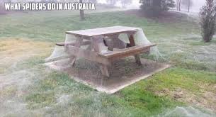 Funny Random Pictures Of The Day 80 Pics Daily Lol Pics Weird Animals Picnic Table Animal Photo