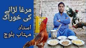 We would like to show you a description here but the site won't allow us. Download Aseel Chicken Training L Aseel Murga Fight Training L Aseel Ko Lrai Ke Liye Tayar Krna In Urdu Hindi Mp3 Mp4 3gp Flv Download Lagu Mp3 Gratis