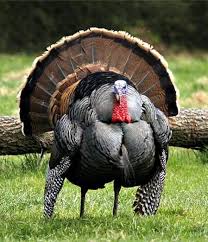 Thanksgiving Dinner Meals And Memories Wild Turkey Pet Birds Animals Beautiful
